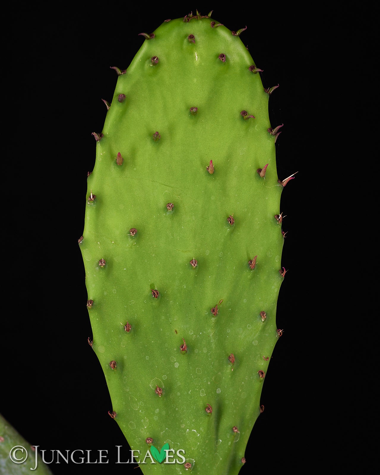zwergbanane zimmerpflanze Zwergbanane (Musa acuminata) kaufen | Cavendish