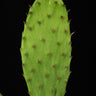 Opuntia ficus-indica