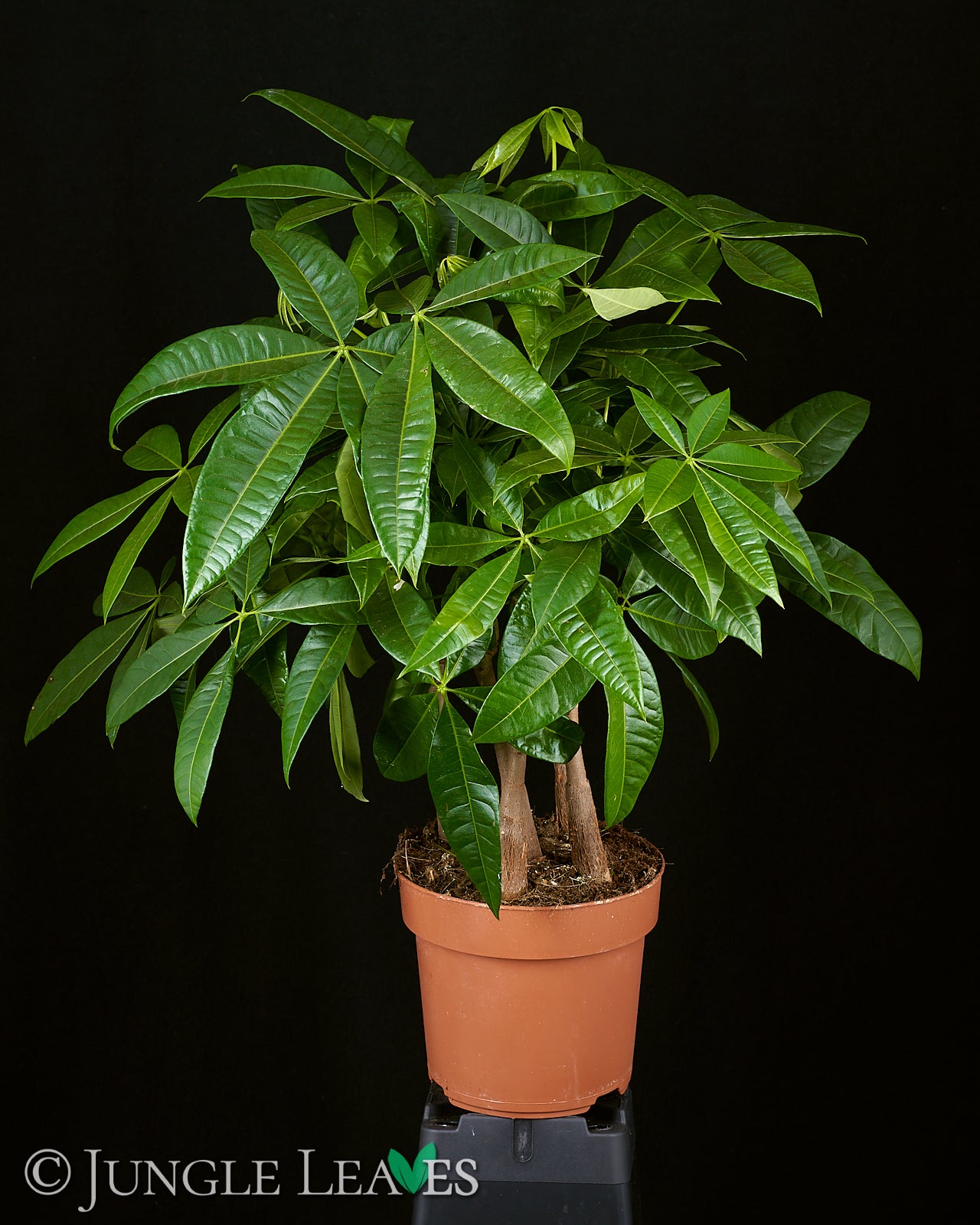 glückskastanie dicker stamm Pachira aquatica (Wasserkastanie / Glückskastanie) – Jungle Leaves