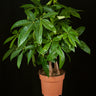 Pachira aquatica