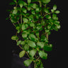 Pachycentria glauca