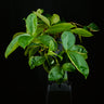 Pachycentria spec.