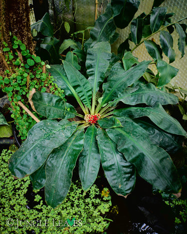 Palisota barteri