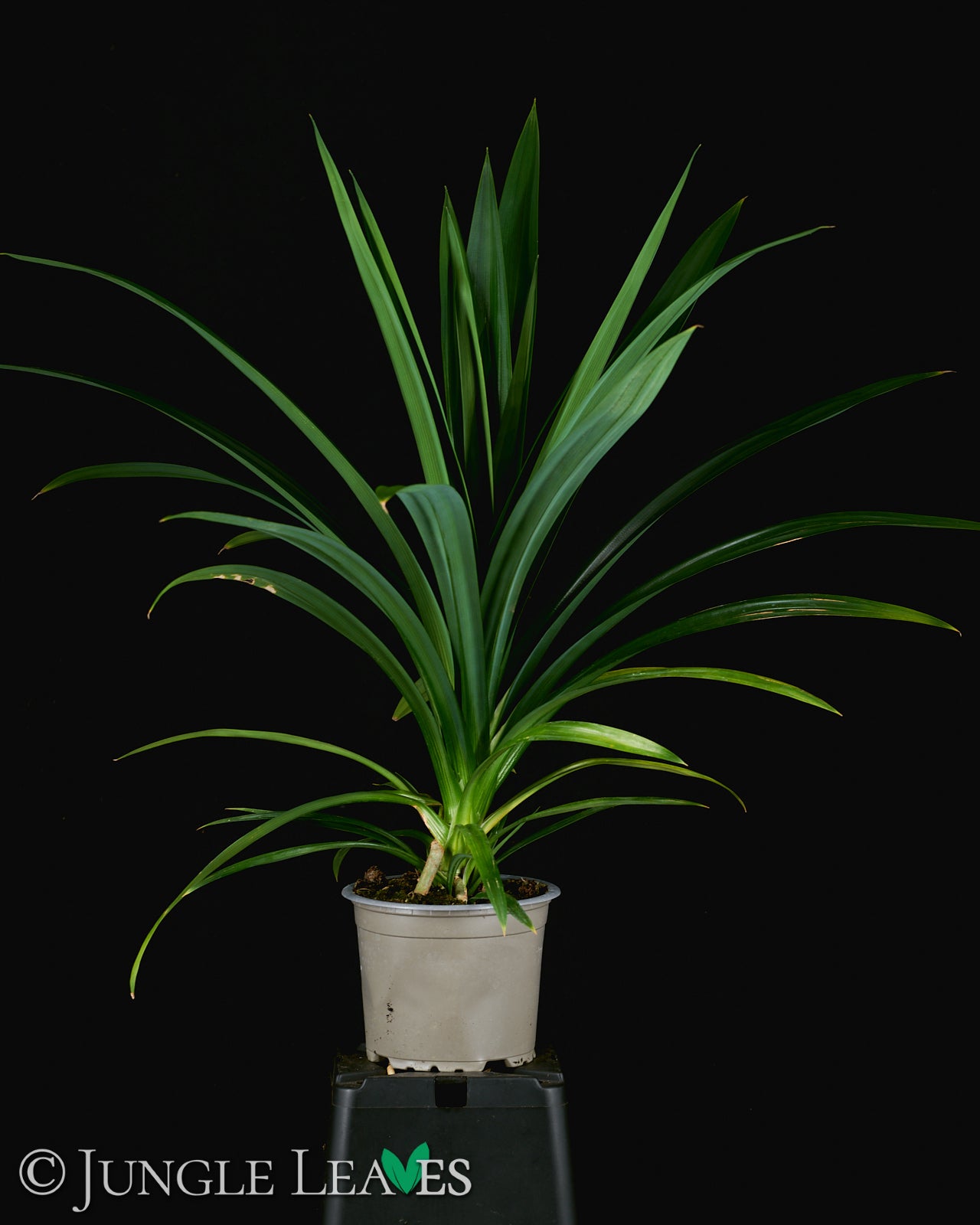 Pandanus veitchii (Schraubenpalme) – Jungle Leaves