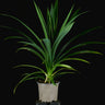 Pandanus veitchii