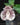 Paphiopedilum bellatulum