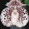 Paphiopedilum bellatulum