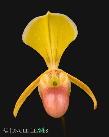 Paphiopedilum helenae
