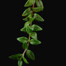 Paradrymonia campostyla
