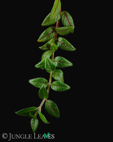 Paradrymonia campostyla