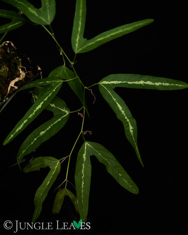 Passiflora ornithoura