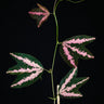 Passiflora trifasciata