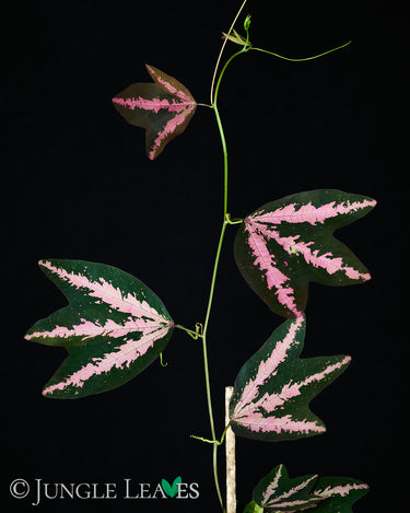 Passiflora trifasciata