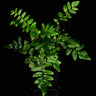 Pellaea falcata