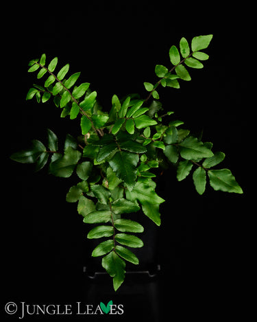 Pellaea falcata