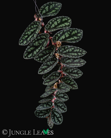 Pellionia pulchra