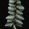 Pellionia repens