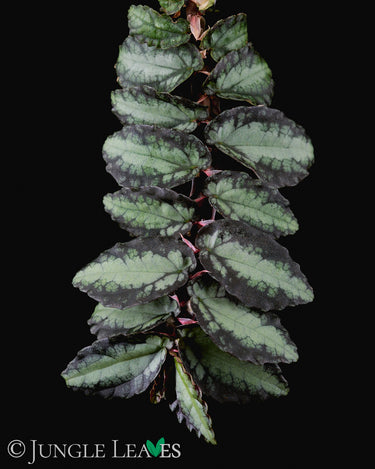 Pellionia repens