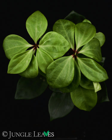 Peperomia pereskiifolia