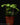 Peperomia pereskiifolia