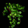 Peperomia rotundifolia
