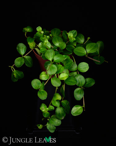 Peperomia rotundifolia