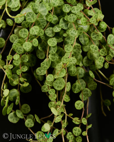 Peperomia rotundifolia (Syn. Peperomia prostrata)