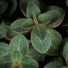 Peperomia verticillata 'Red Log'