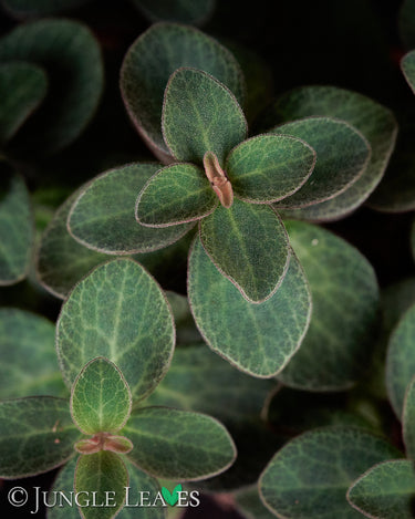 Peperomia verticillata 'Red Log'