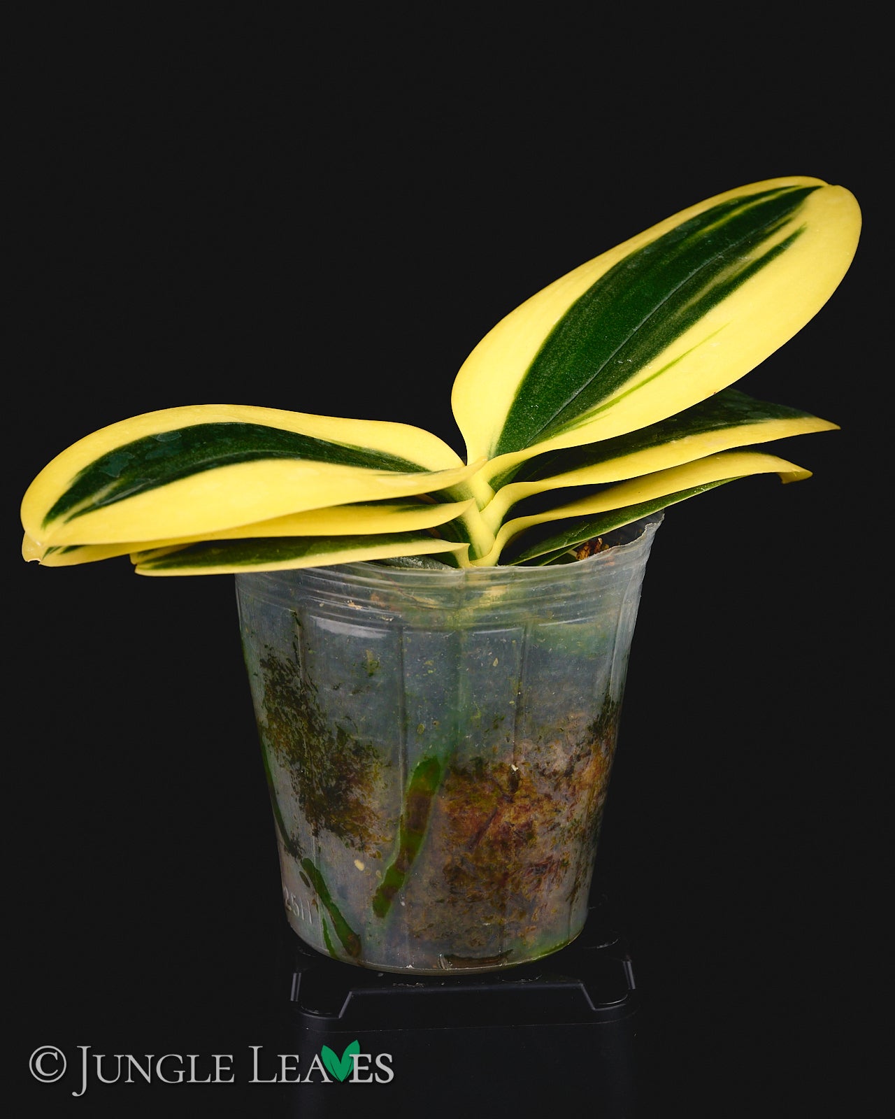 Phalaenopsis 'SOGO Vivien' Variegata (High var.) €24.99