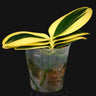 Phalaenopsis SOGO Vivien high variegata
