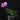 Phalaenopsis Sogo Vivien 'SOGO F858'