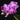 Phalaenopsis Sogo Vivien 'SOGO F858'