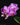 Phalaenopsis Sogo Vivien 'SOGO F858'