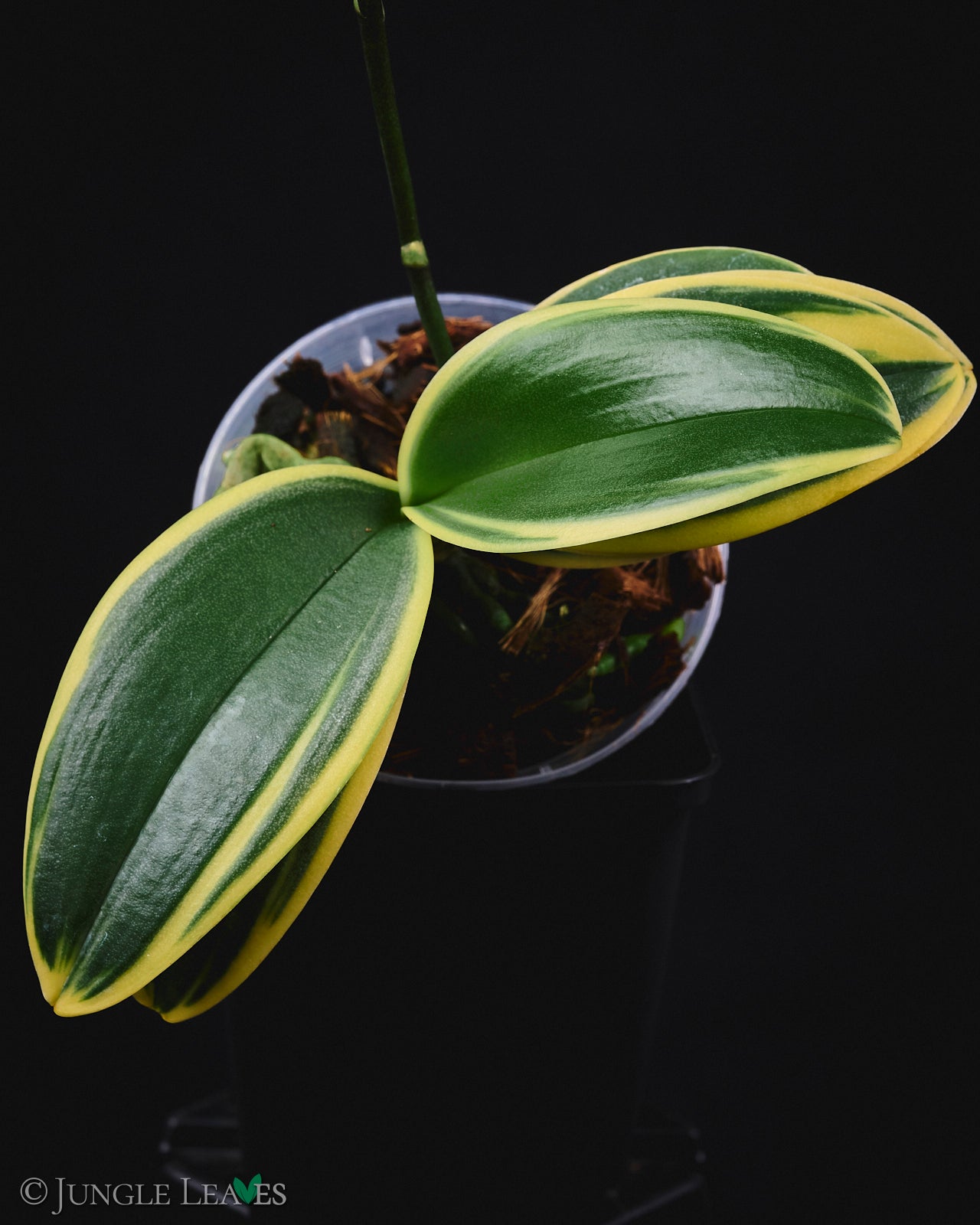 Phalaenopsis 'SOGO Vivien F858' Peloric + Variegated €24.99