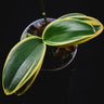 Phalaenopsis Sogo Vivien 'SOGO F858'