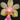 Phalaenopsis hookeriana