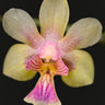 Phalaenopsis hookeriana