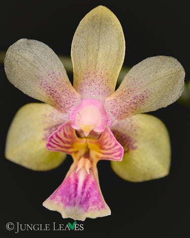 Phalaenopsis hookeriana