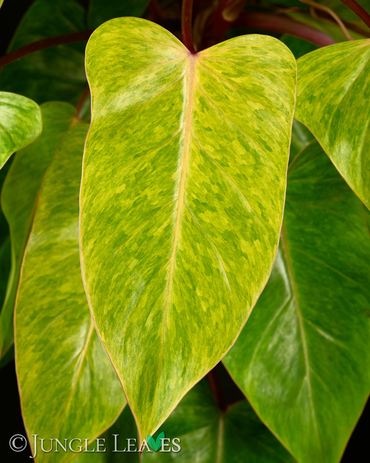 Philodendron 'Painted Lady' – Jungle Leaves