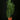 Philodendon melanochrysum
