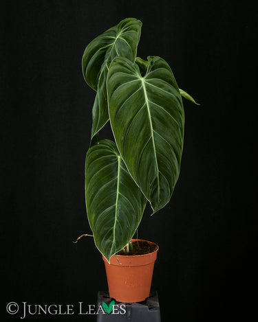 Philodendon melanochrysum
