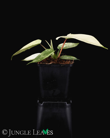 Philodendron 'Florida Ghost'