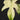 Philodendron 'Florida Ghost'
