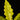 Philodendron 'Golden Saw'