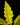 Philodendron 'Golden Saw'