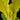 Philodendron 'Golden Saw'