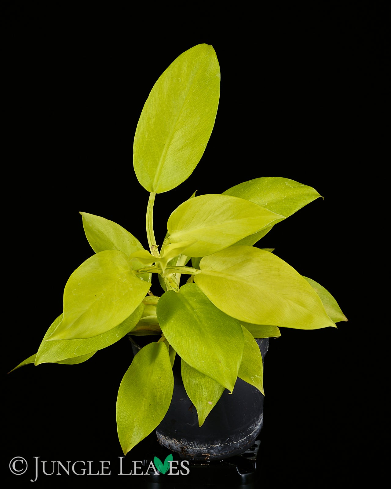 Philodendron 'Malay Gold' – Jungle Leaves