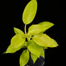 Philodendron 'Malay Gold'