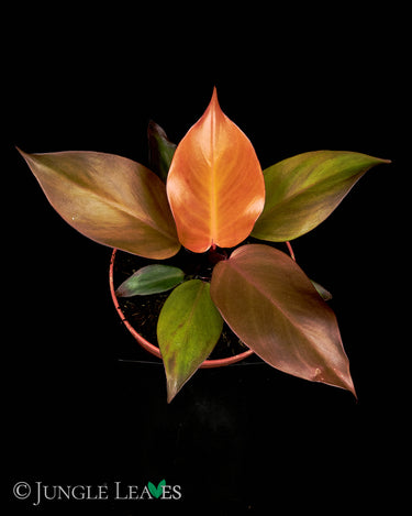 Philodendron McColley's Finale